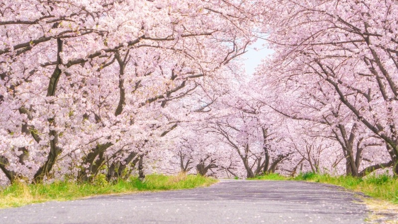 桜並木